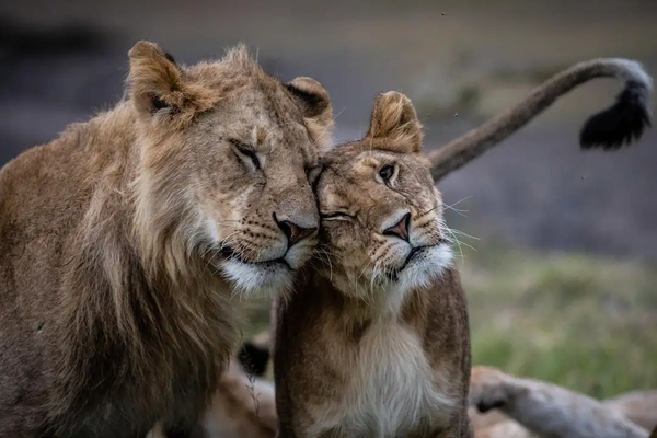 Lions%20in%20the%20conservancy%20xxxx