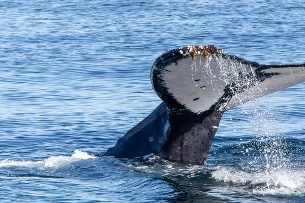 Whale-Watching
