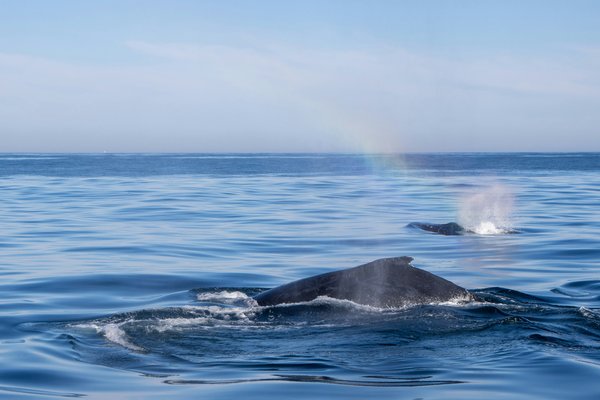 marlin-clark-q-Pav7Dy9zY-unsplash